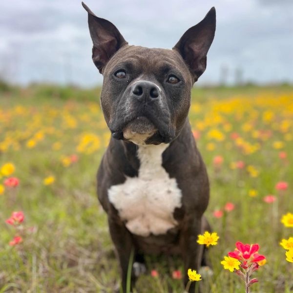 SaraJane in flowers