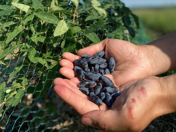 Hands holding freshly picked elongated dark blue berries near a plant.