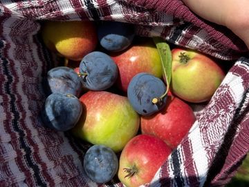 Fresh apples and plums in a cloth-lined basket.