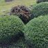 lawn services, lawn care, tree removal, tree services, lawn mowing, landscaping, weeding, edging