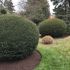lawn services, lawn care, tree removal, tree services, lawn mowing, landscaping, weeding, edging