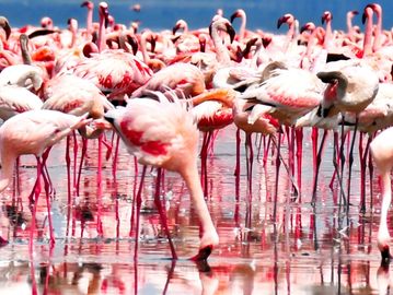Lot's of flamingos with a blue sky in the horizon 