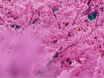 Cherry blossom flowers