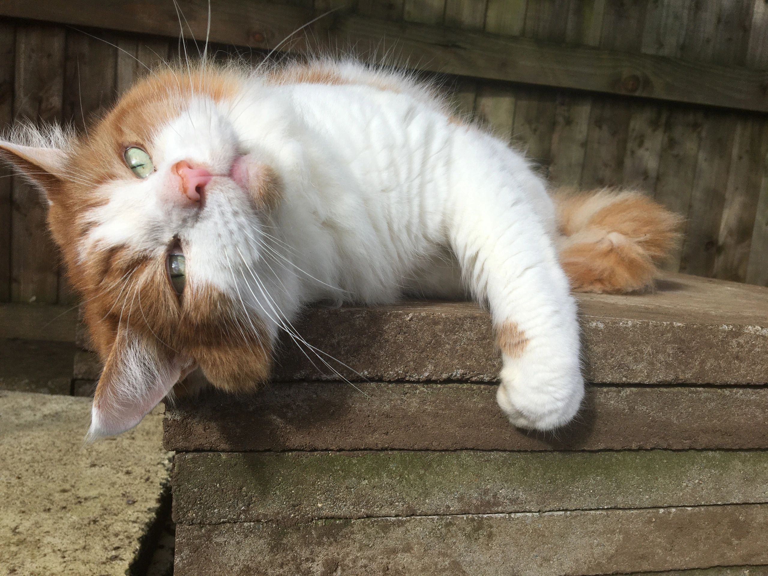 Park View Cattery Cattery Moulton, England