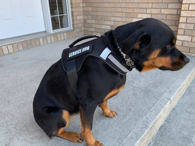 Female Rottweiler Service Dog