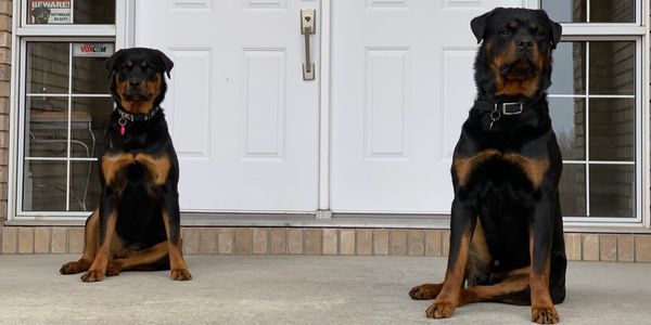 Marc Bombenon Rottweilers watching the house. 