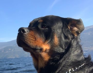 Marc Bombenon Rottweiler, confident gaze.  Hurricane aka "Chill and fearless"