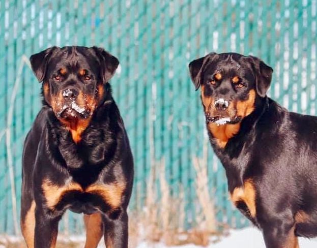 Marc Bombenon Rottweilers