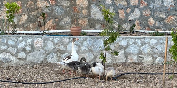 #bozalan #çiftlik #farm #goose #geese #kaz #vineyard #wine #organic #organik #üzüm #üzümbağı #şarap