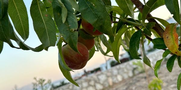 #bozalan #çiftlik #farm #goose #geese #kaz #vineyard #wine #organic #organik #üzüm #üzümbağı #şarap