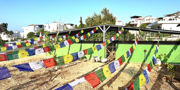 #bozalan #çiftlik #farm #goose #geese #kaz #vineyard #wine #organic #organik #üzüm #üzümbağı #şarap