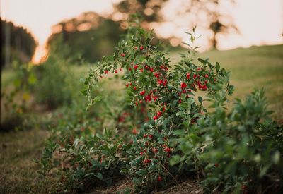 Goji Berry on Lancashire Farms, they are super healthy and grow wonderfully in Wisconsin