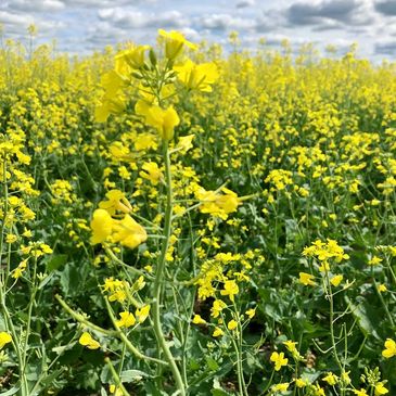 Canola Foliar