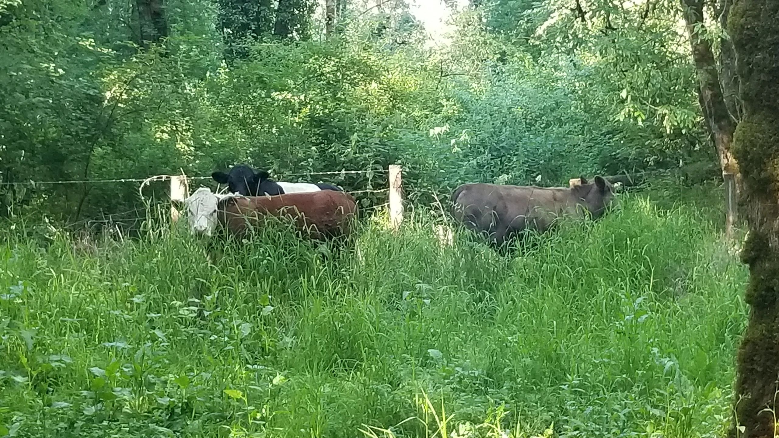 6D's Farm Natural Beef, Farm, Local Cattle