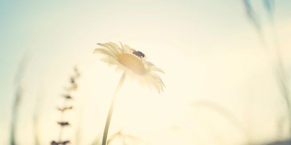 A fly rests on a daisy bathed in soft sunlight.