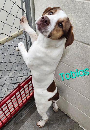 Tonia-6 month bulldog/weenie mix