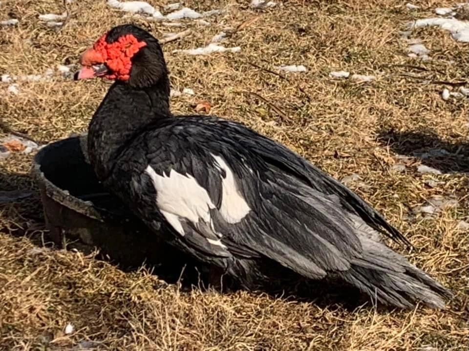 Muscovy Ducks