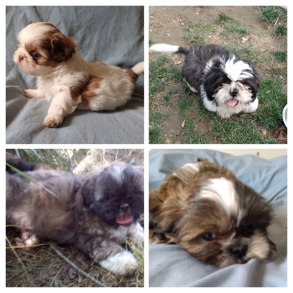 how many puppies do shih tzus normally have