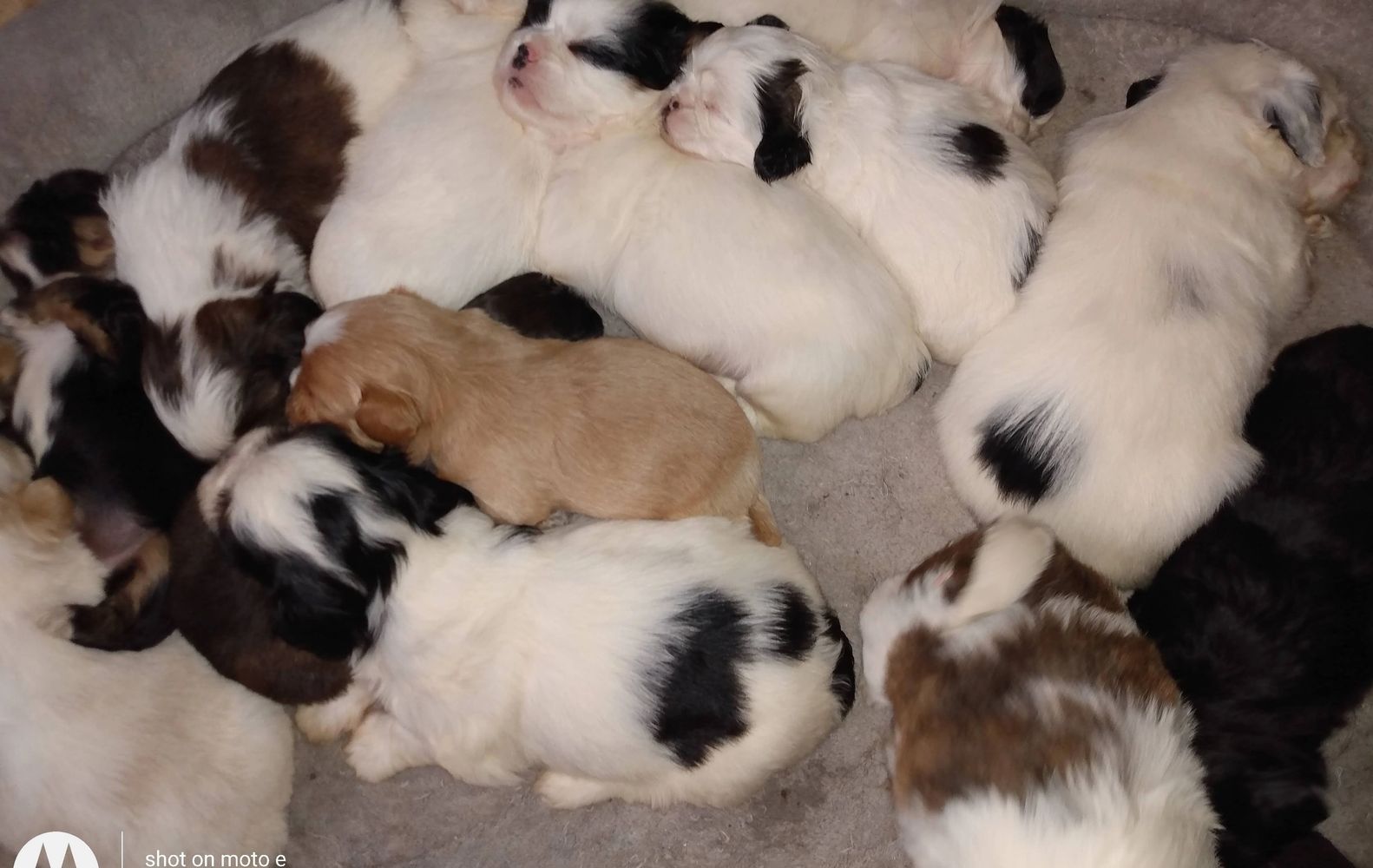 Group of Shih Tzu puppies sleeping after eating.