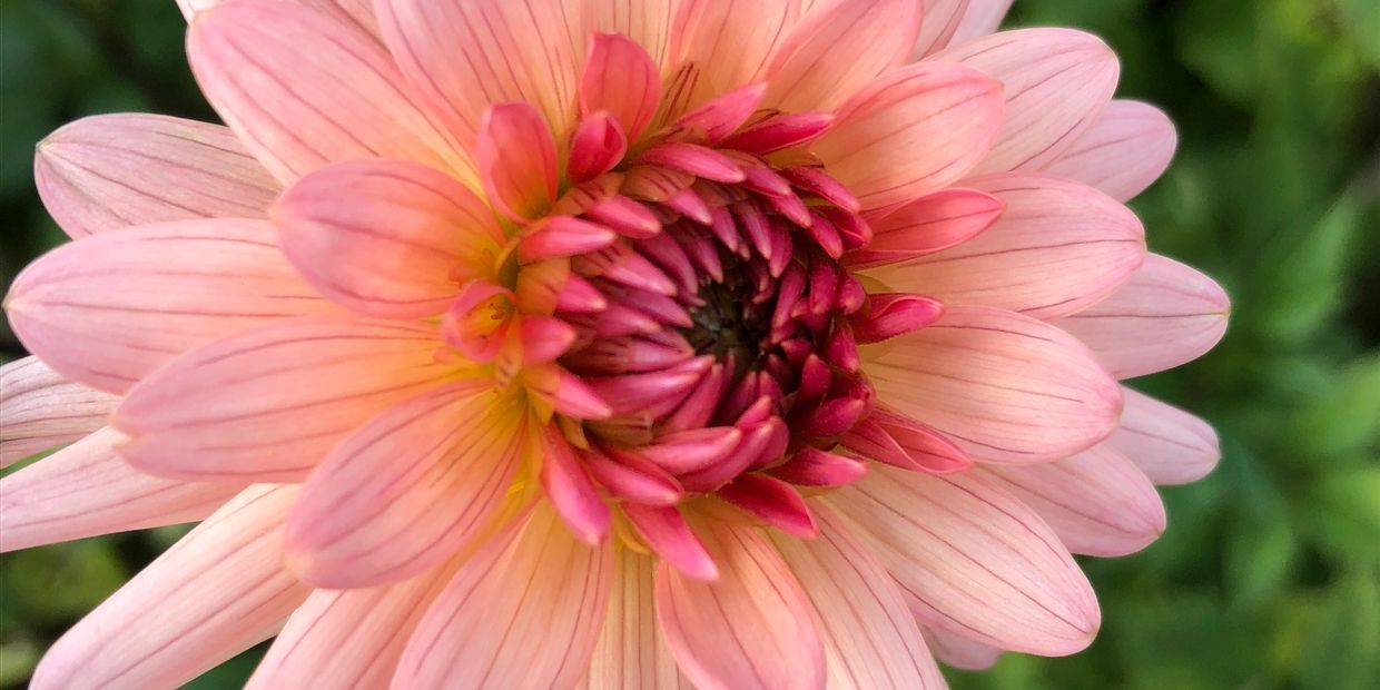 Close-up of a pink dahlia flower.