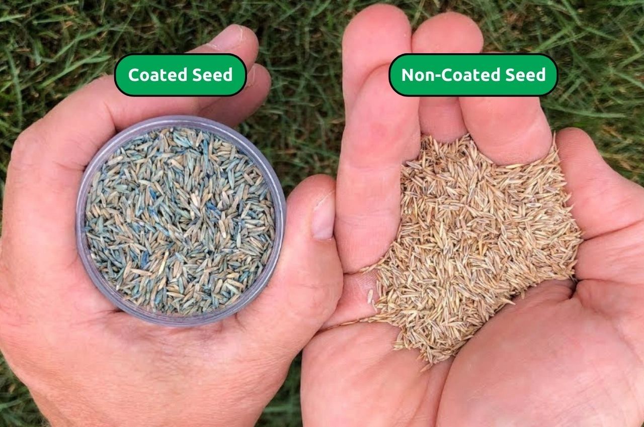 Coated vs. Uncoated Seeds: Which is Right for Your Garden?