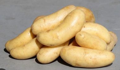 A pile of fingerling potatoes on a gray surface.