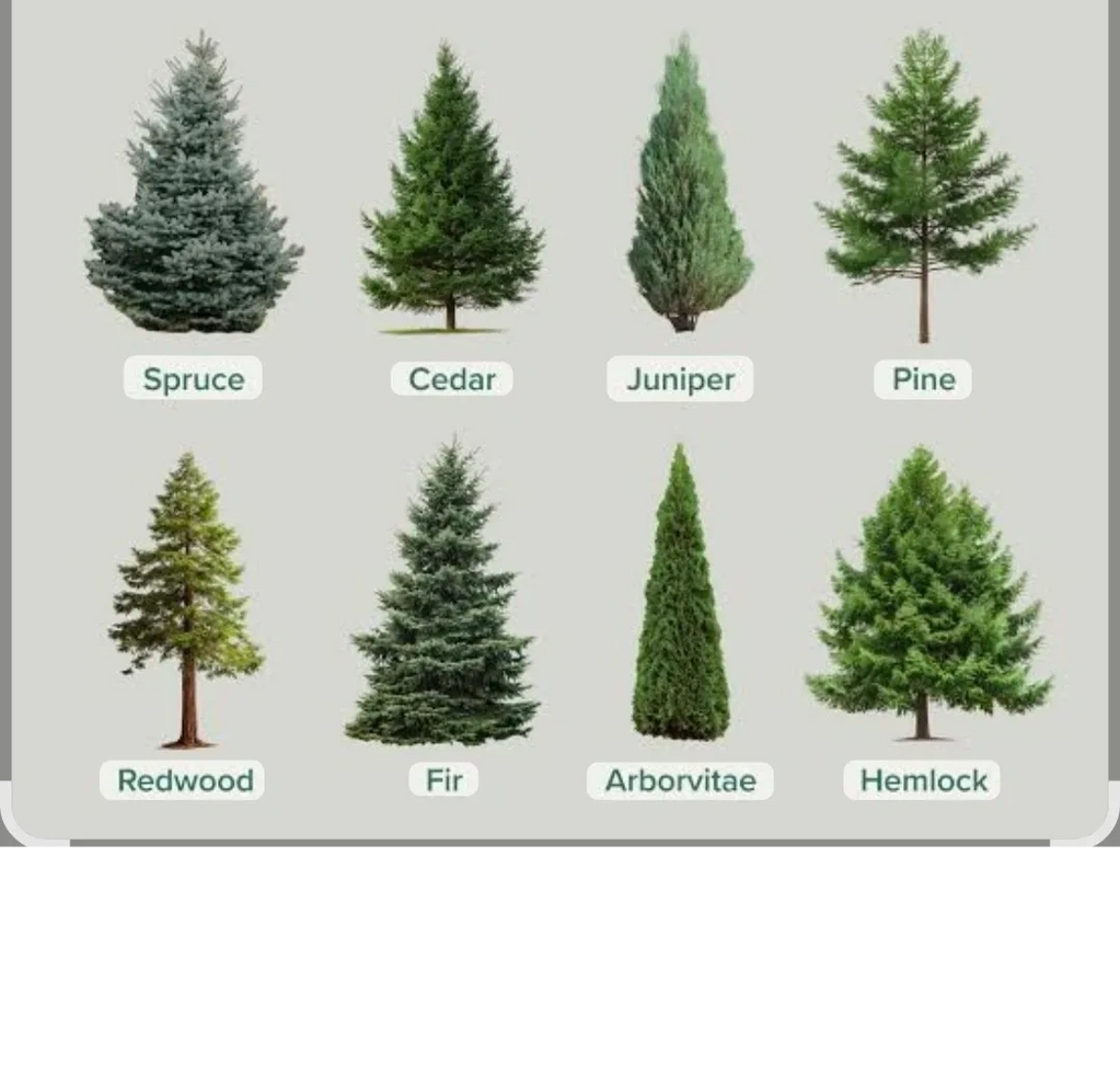 EVERGREENS
