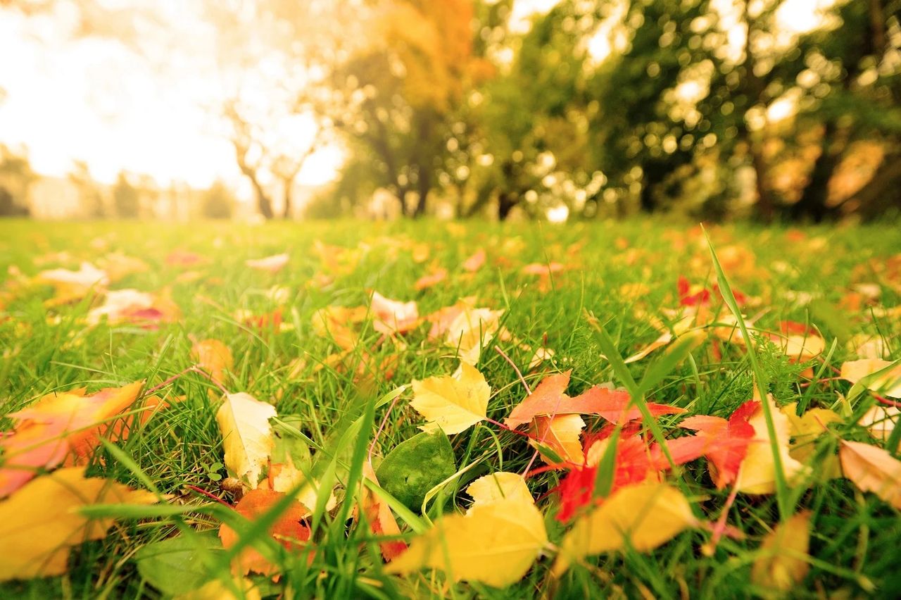 Fall Lawn Seeding in Alberta: