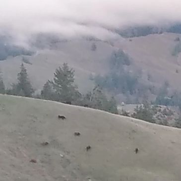 Foggy mountain landscape with animals grazing on a grassy hill.