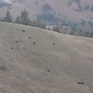 Horses grazing on a grassy hillside with trees and hills in the background.