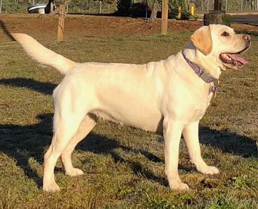 Happy Yellow Labrador