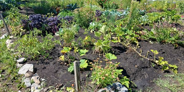 Sunny garden with diverse plants and crops.