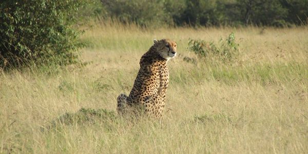 A cheetah sitting in tall grass in a natural habitat.