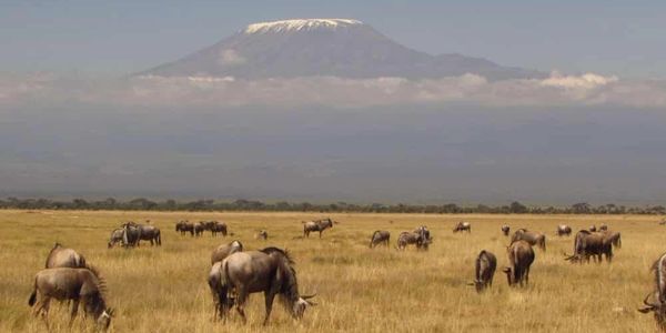 Wildebeests grazing on a grassy plain with Mount Kilimanjaro in the background.