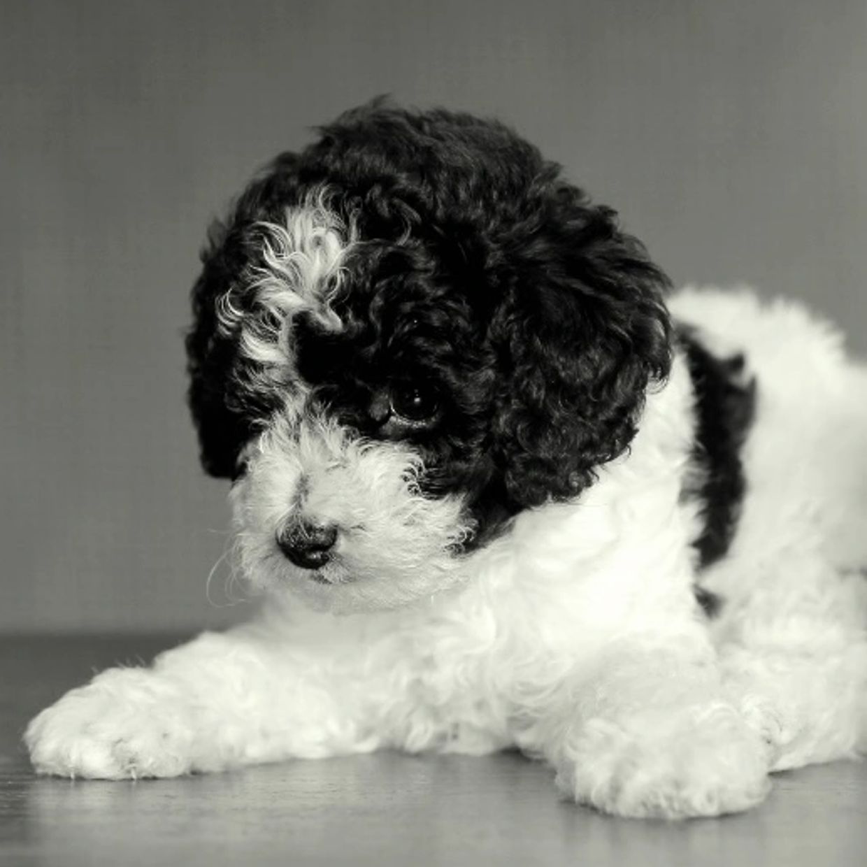 That Double Doodle look we are going for!!