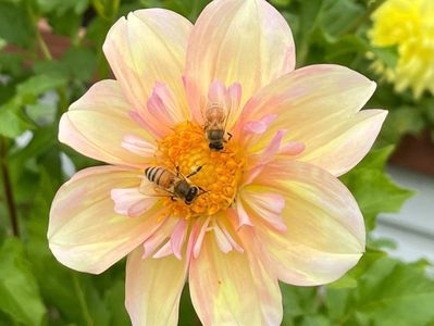 Two bees on a pale yellow and pink flower.
