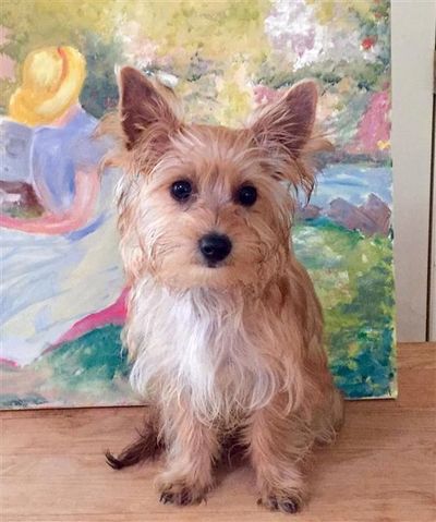 Adoption Guidelines Nc Yorkie Rescue
