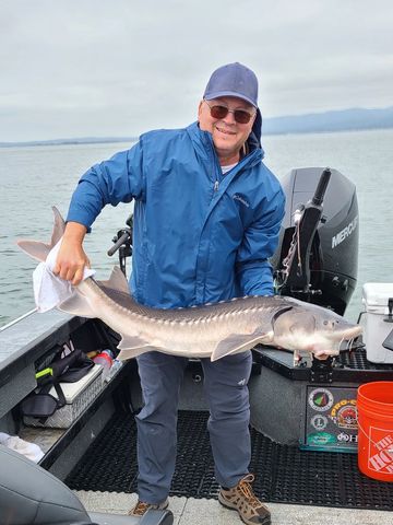 White Sturgeon 