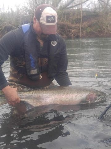 Winter Steelhead