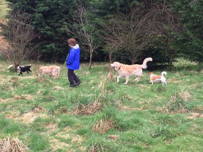 Kennels, Dog Kennel, Dog Hotel, Pet Hotel, Dog Home Boarding, Home Boarding, Aberdeen, Aberdeenshire