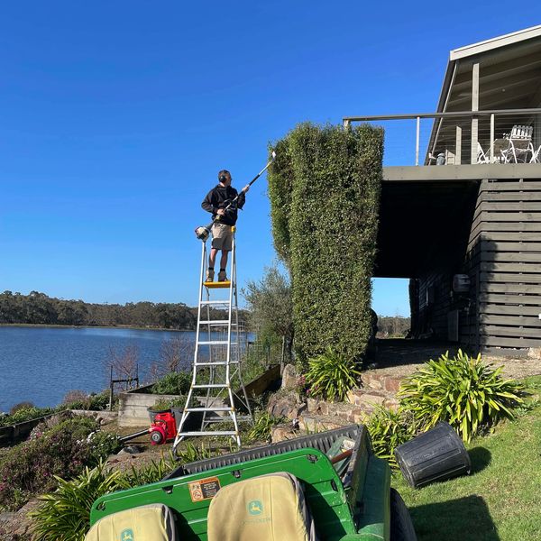 A man trims tall hedges on a ladder near a waterfront house.