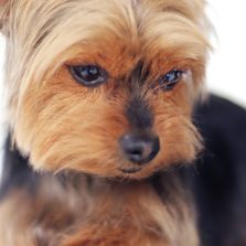 Toilettage à Terrebonne Samü Et Valentine Accueil