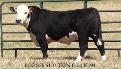 🔥BCC SSF ICON H194🔥 SEMEN AVAILABLE!!