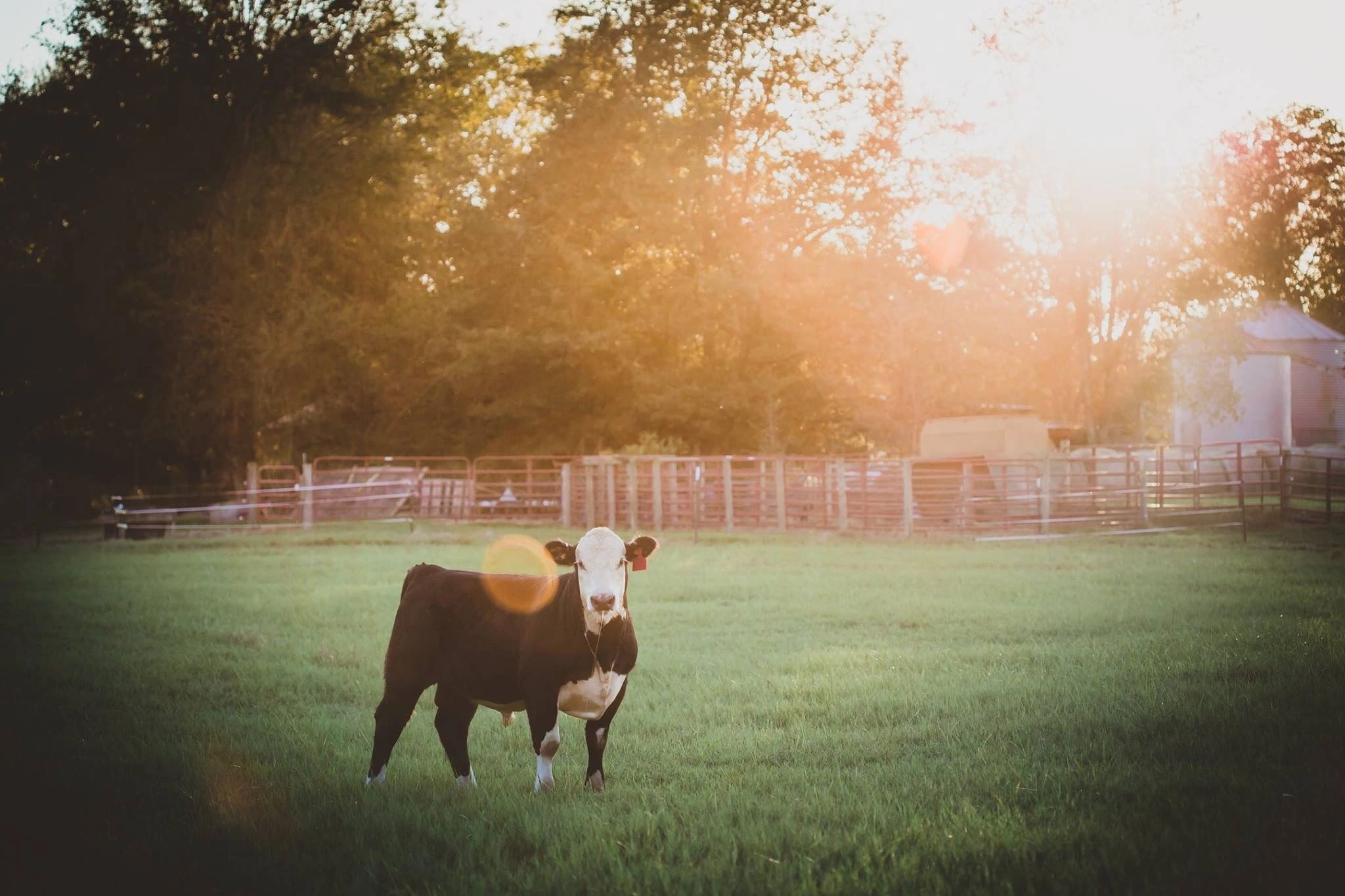 browercreekcattle.com