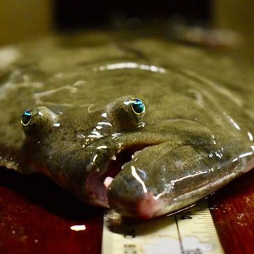 flounder gigging dauphin island