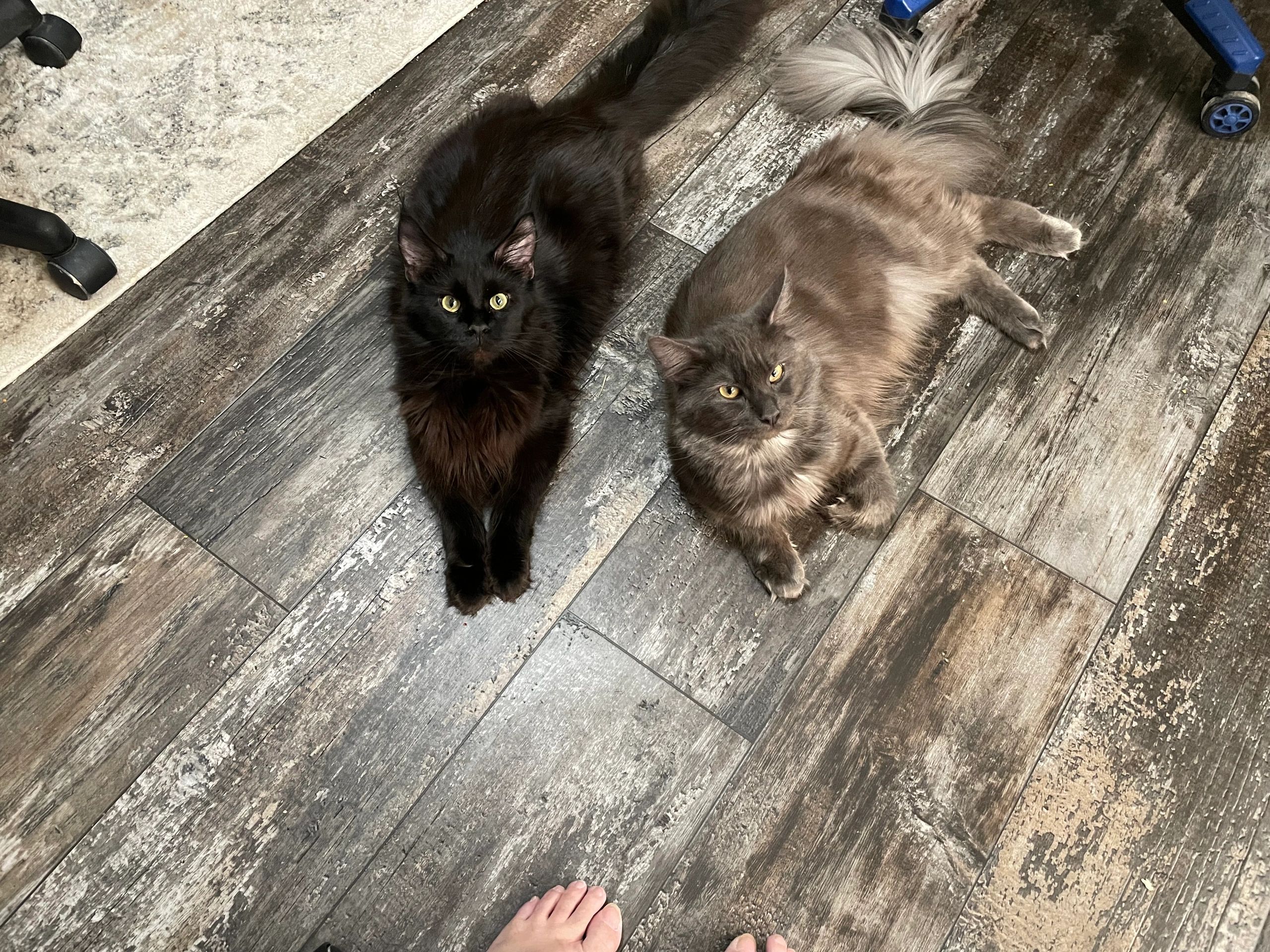 Norrell Farms Maine Coons Norrell Farms Maine Coon Kittens Full Blooded Tica Registered, Maine