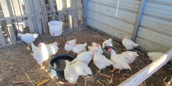 Chickens headed to the barn for feed and water