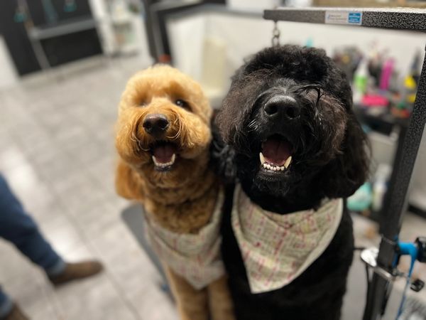 Dog Groomer in Corvallis, PNW Grooming, Dog Grooming