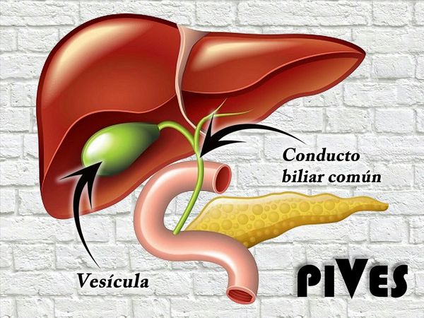 Ilustración del hígado, vesícula biliar y conducto biliar común.