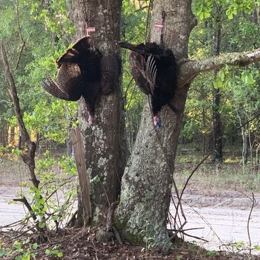 Two turkeys hanging upside down from tree trunks in a forested area.